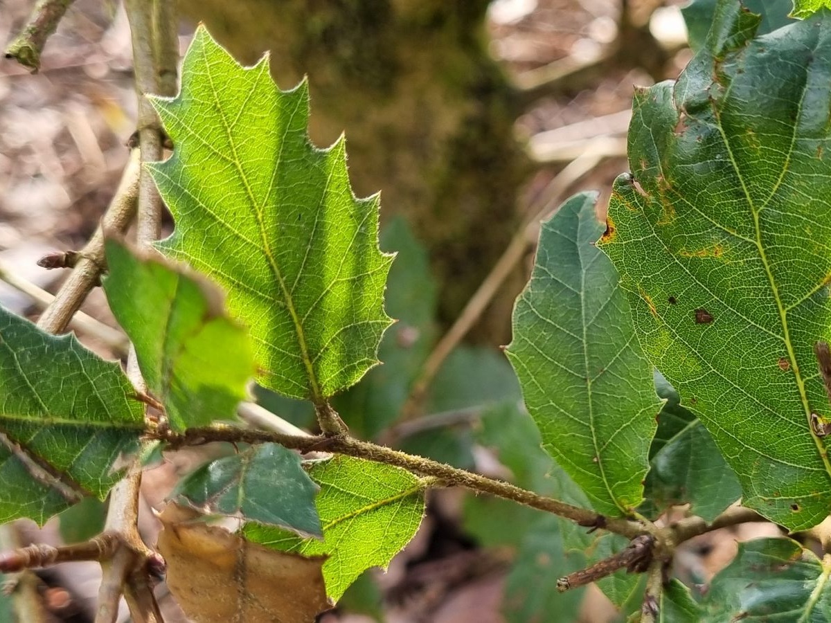 Quercus ilex (door Hanneke Waller)