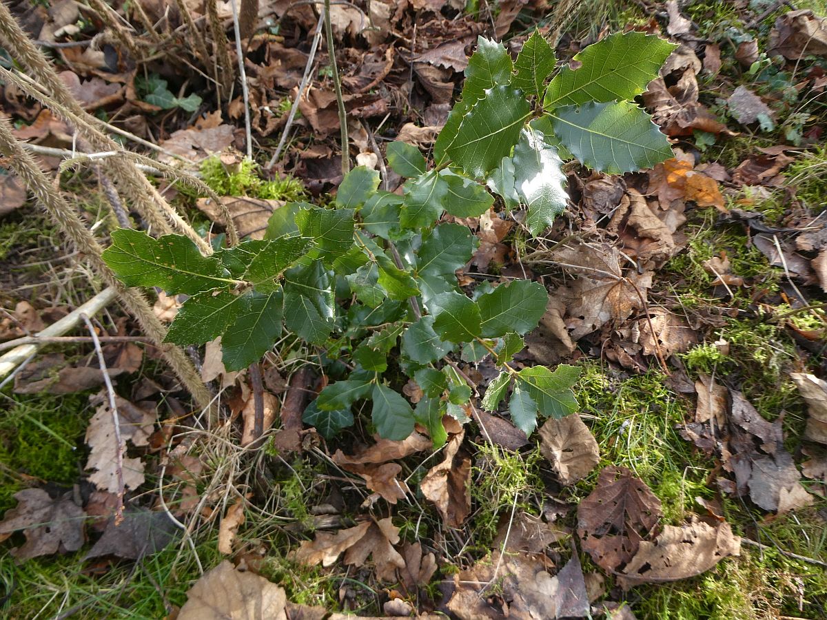 Quercus ilex (door Hanneke Waller)
