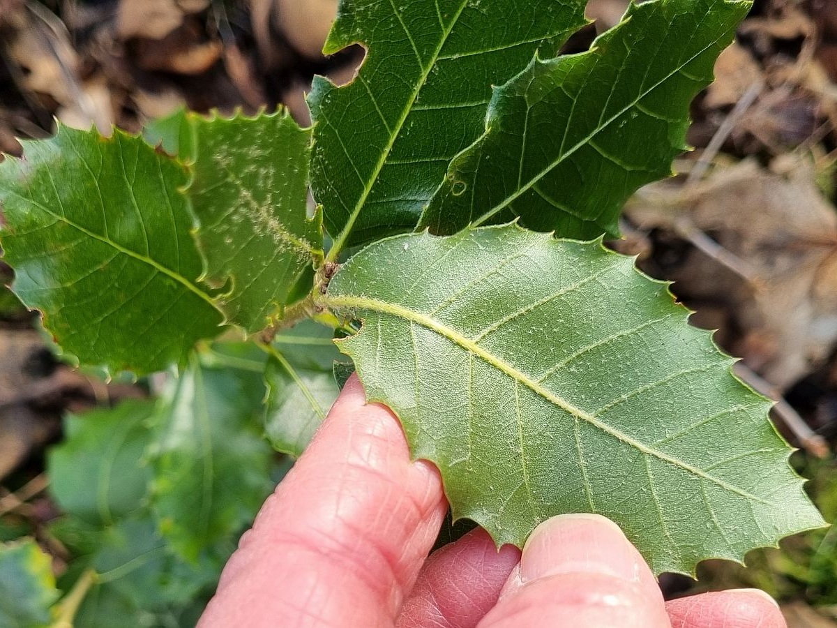 Quercus ilex (door Hanneke Waller)