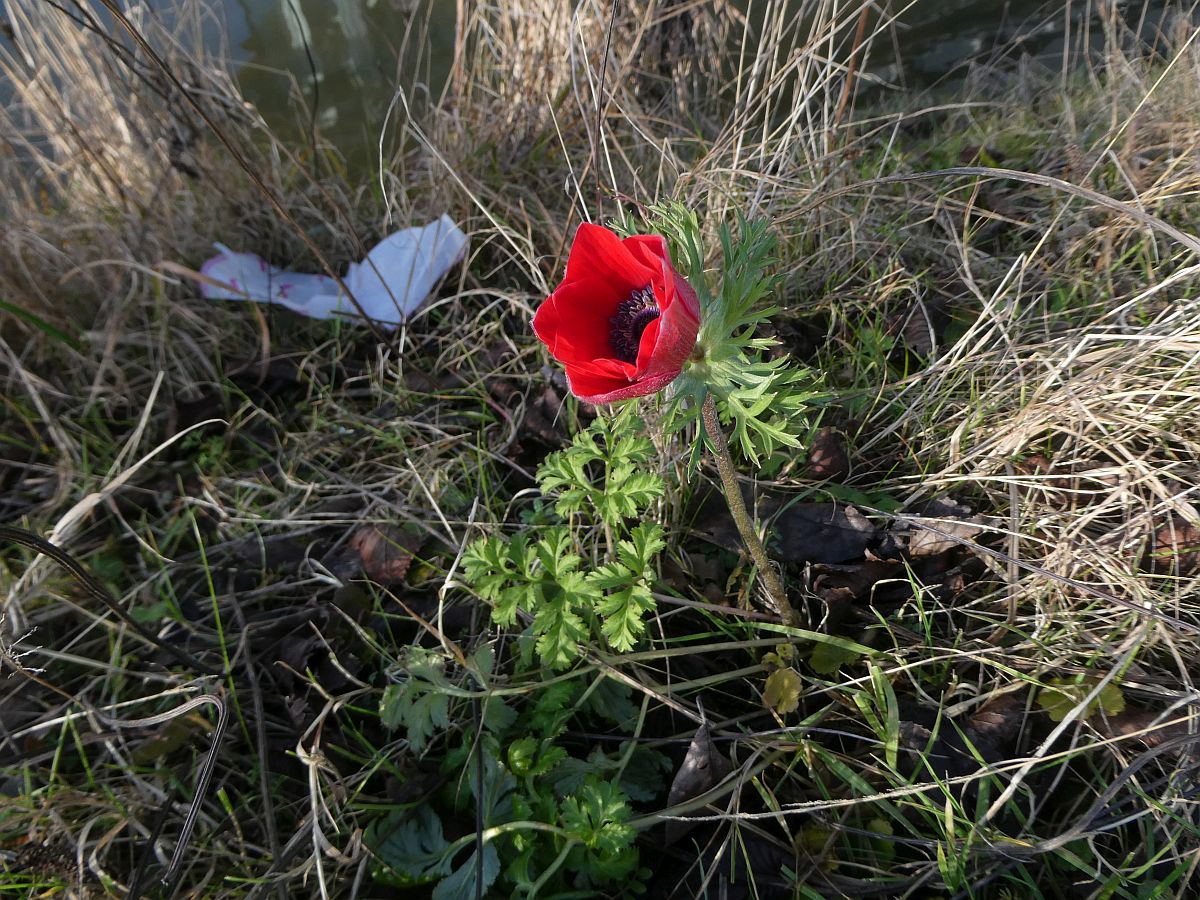 Anemone coronaria (door Peter Kilian)