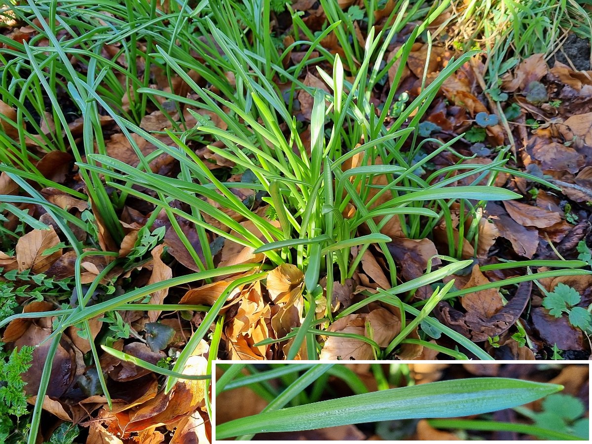 Ornithogalum nutans (door Hanneke Waller)