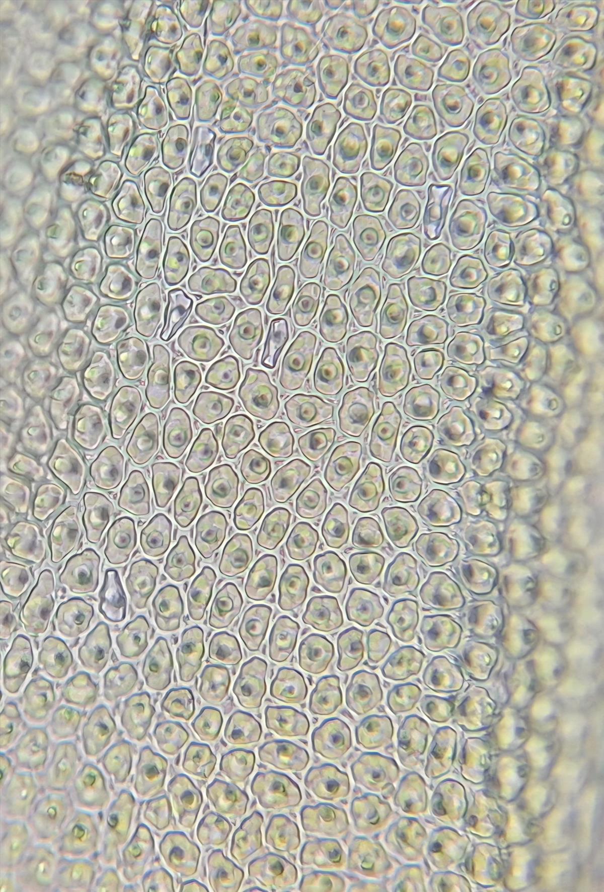Aulacomnium palustre (door Muriel Schouten)