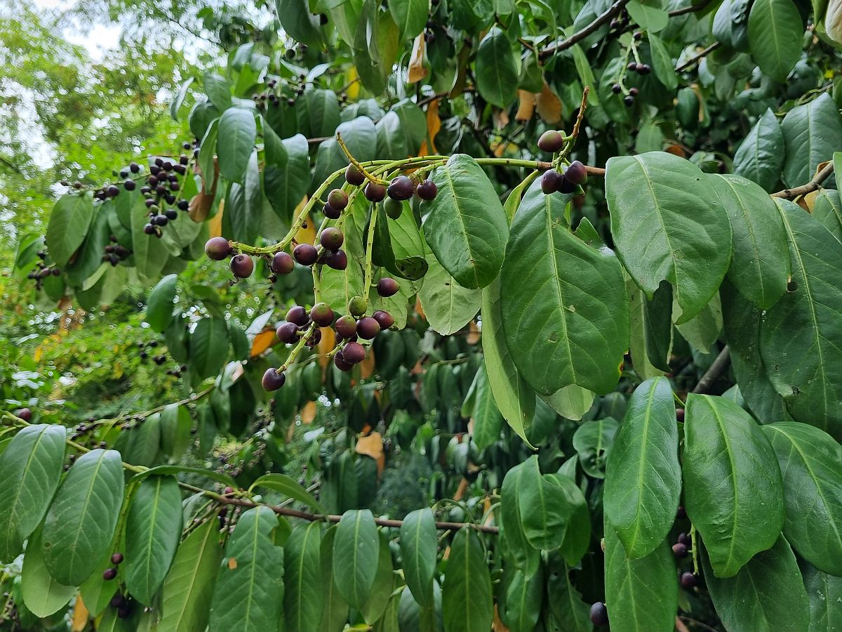 Prunus laurocerasus (door Hanneke Waller)