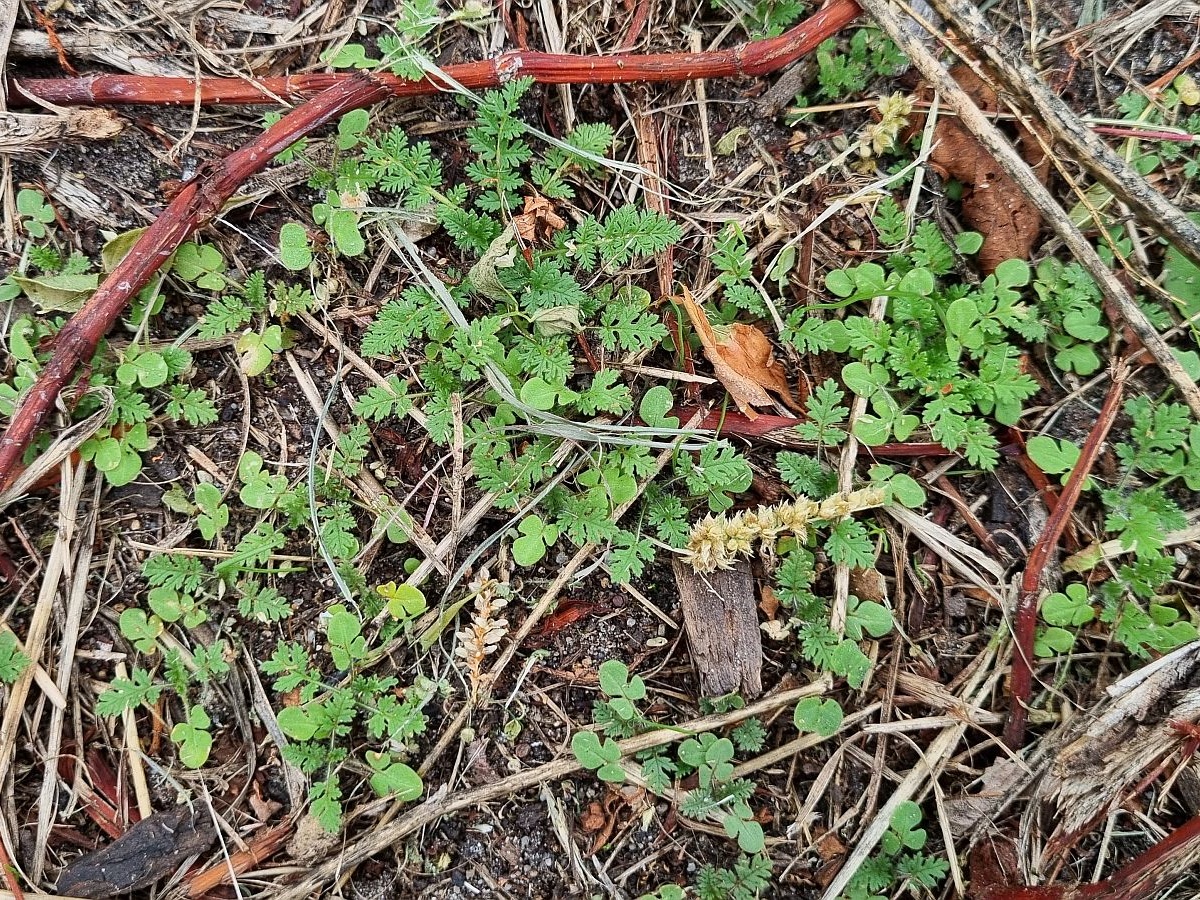 Erodium cicutarium (door Hanneke Waller)