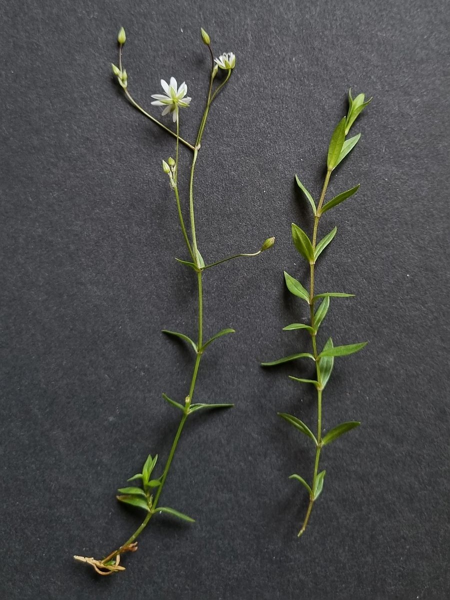 Stellaria graminea (door Hanneke Waller)
