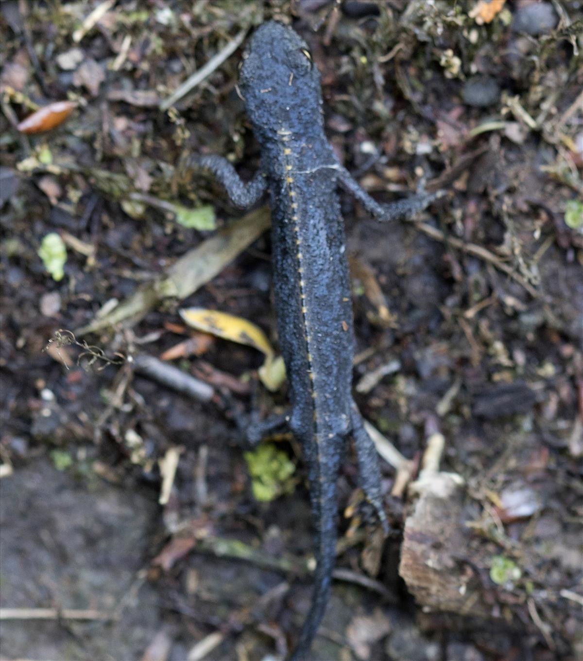 Ichthyosaura alpestris (door Menno Boomsluiter)