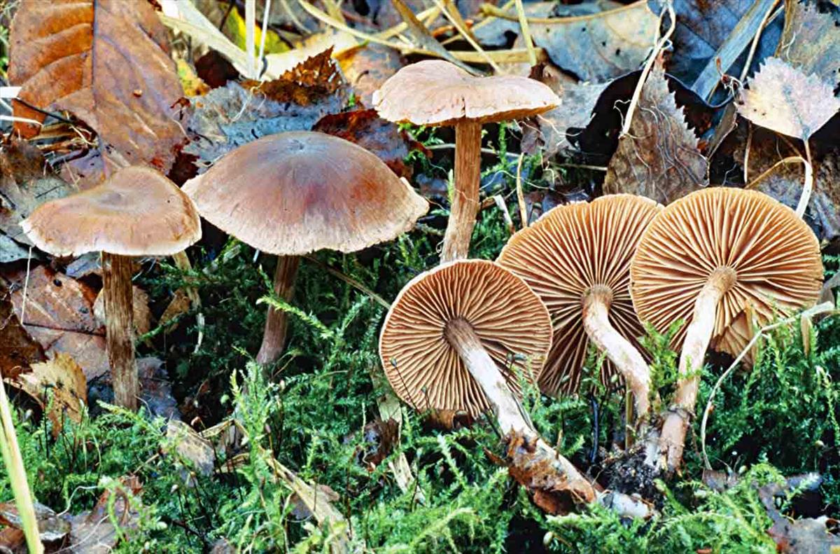 Cortinarius adalbertii (door André de Haan)