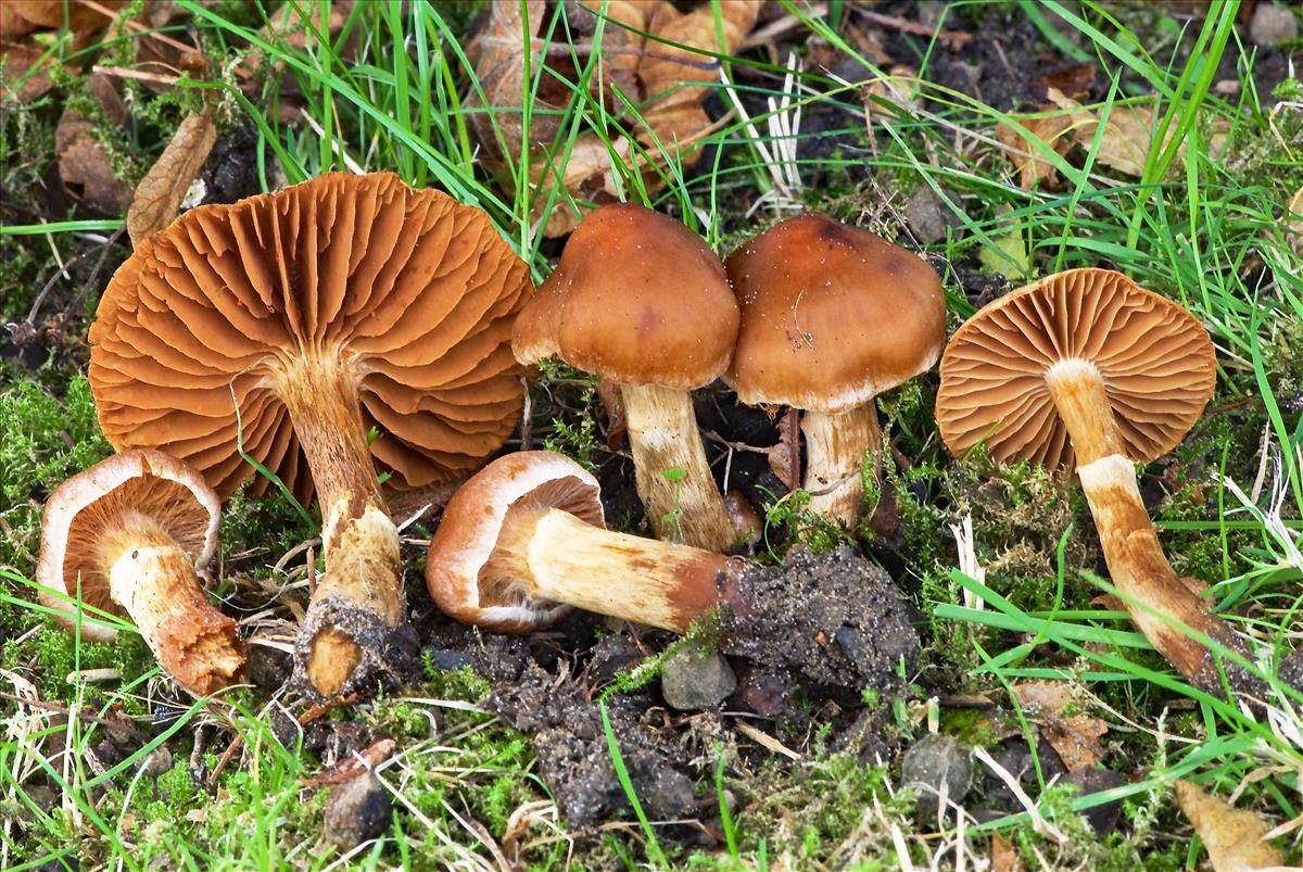 Cortinarius hinnuleus (door André de Haan)