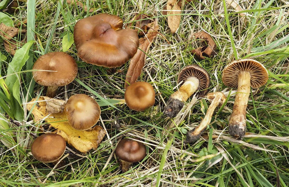 Cortinarius hinnuleus (door Inge Somhorst)