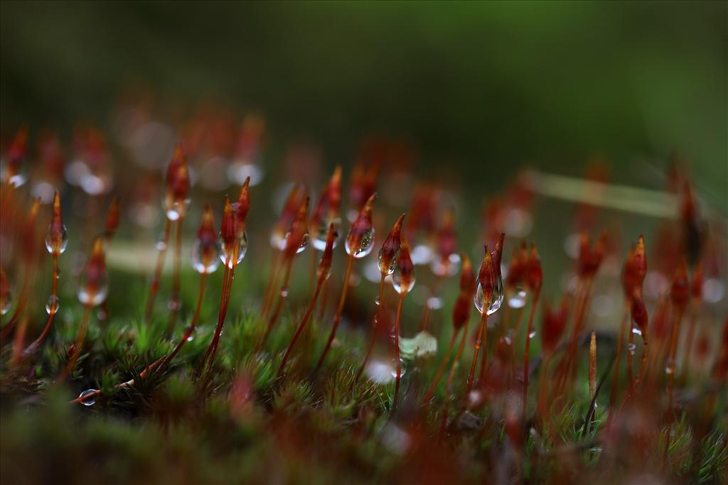 Polytrichum juniperinum (door Gerard Blokhuis)