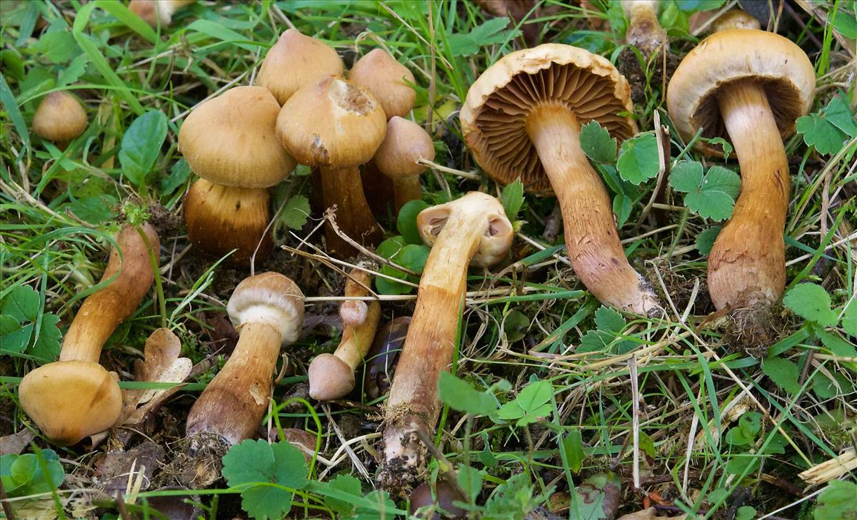 Cortinarius roseonudipes (door Peter Verstraeten)