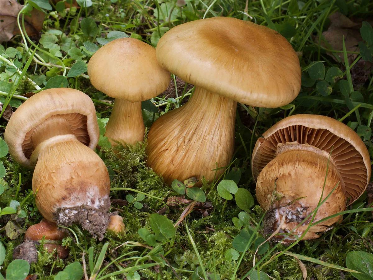 Cortinarius roseonudipes (door Peter Verstraeten)