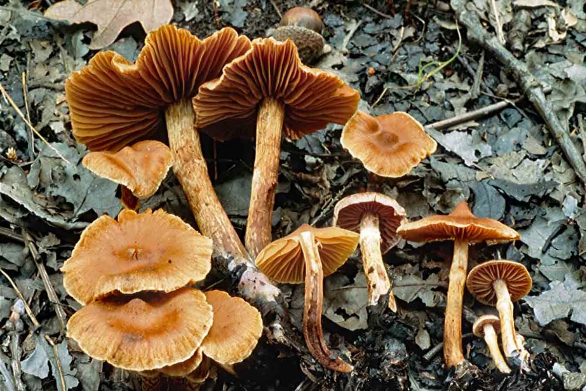 Cortinarius helvolus (door André de Haan)