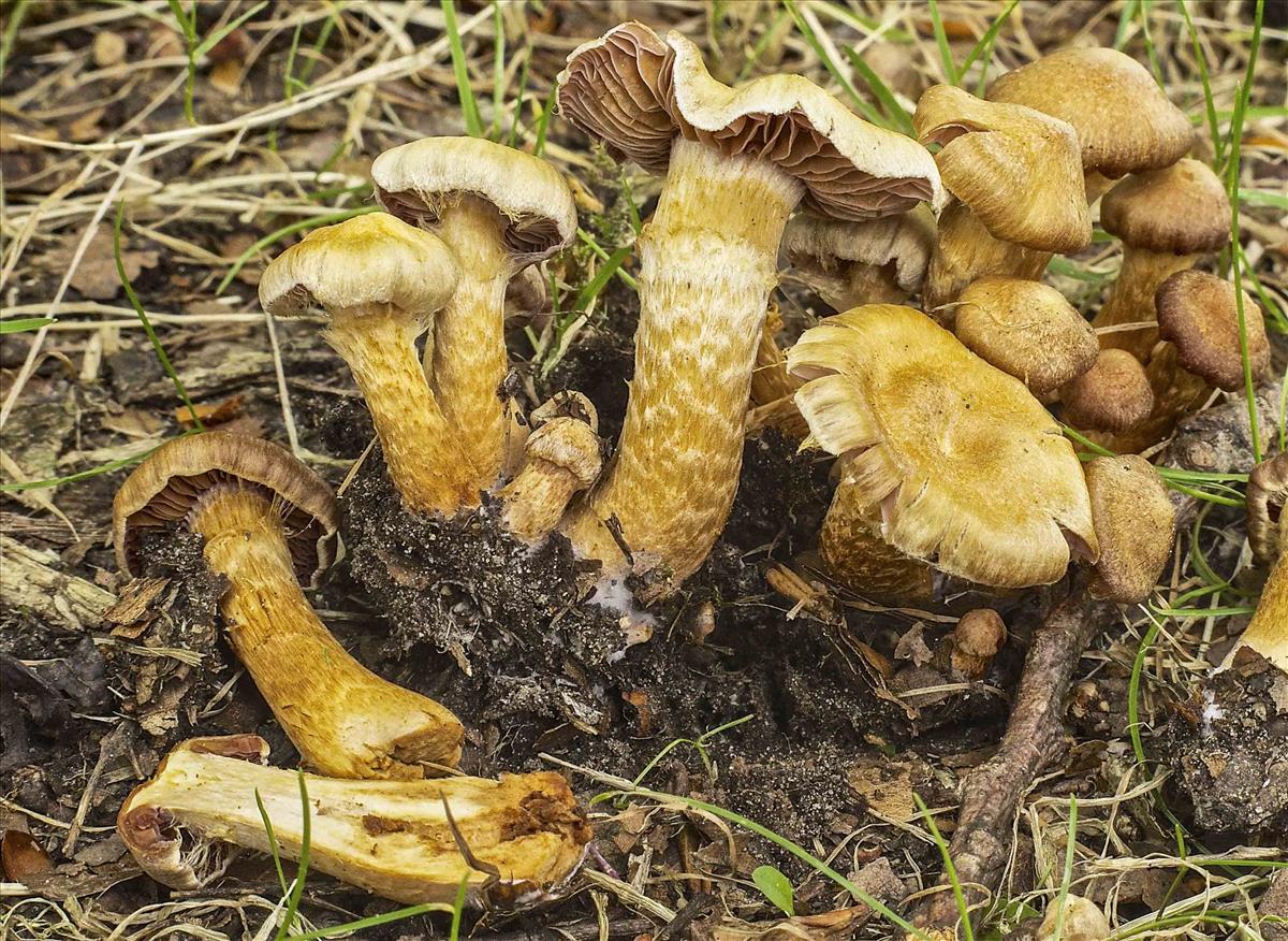 Cortinarius helvolus (door Peter Verstraeten)