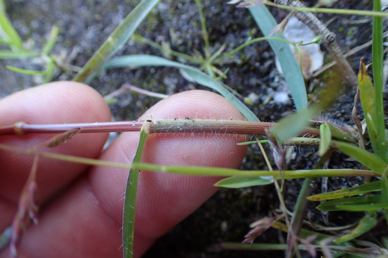 Aegilops triuncialis (door Sipke Gonggrijp)