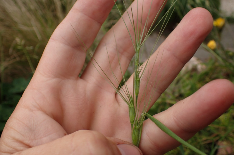 Aegilops triuncialis (door Sipke Gonggrijp)