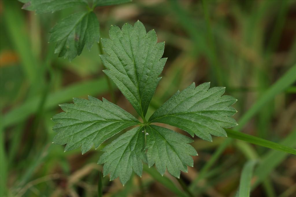 Potentilla anglica (door Edwin de Weerd)