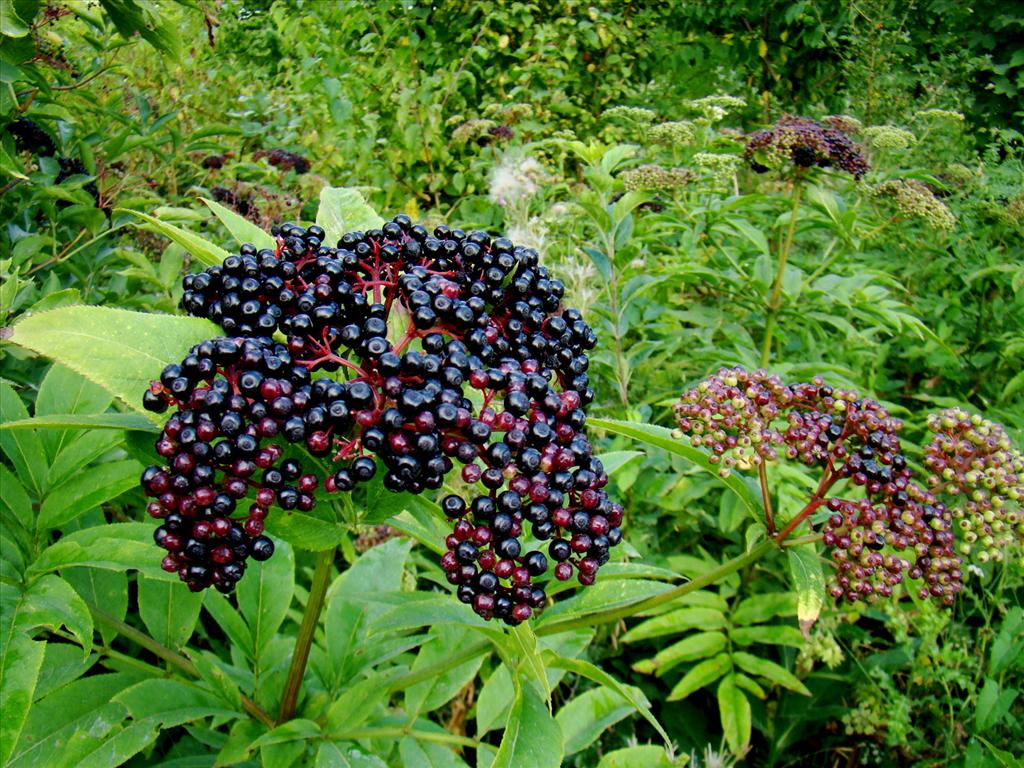 Sambucus ebulus (door Joop Verburg)