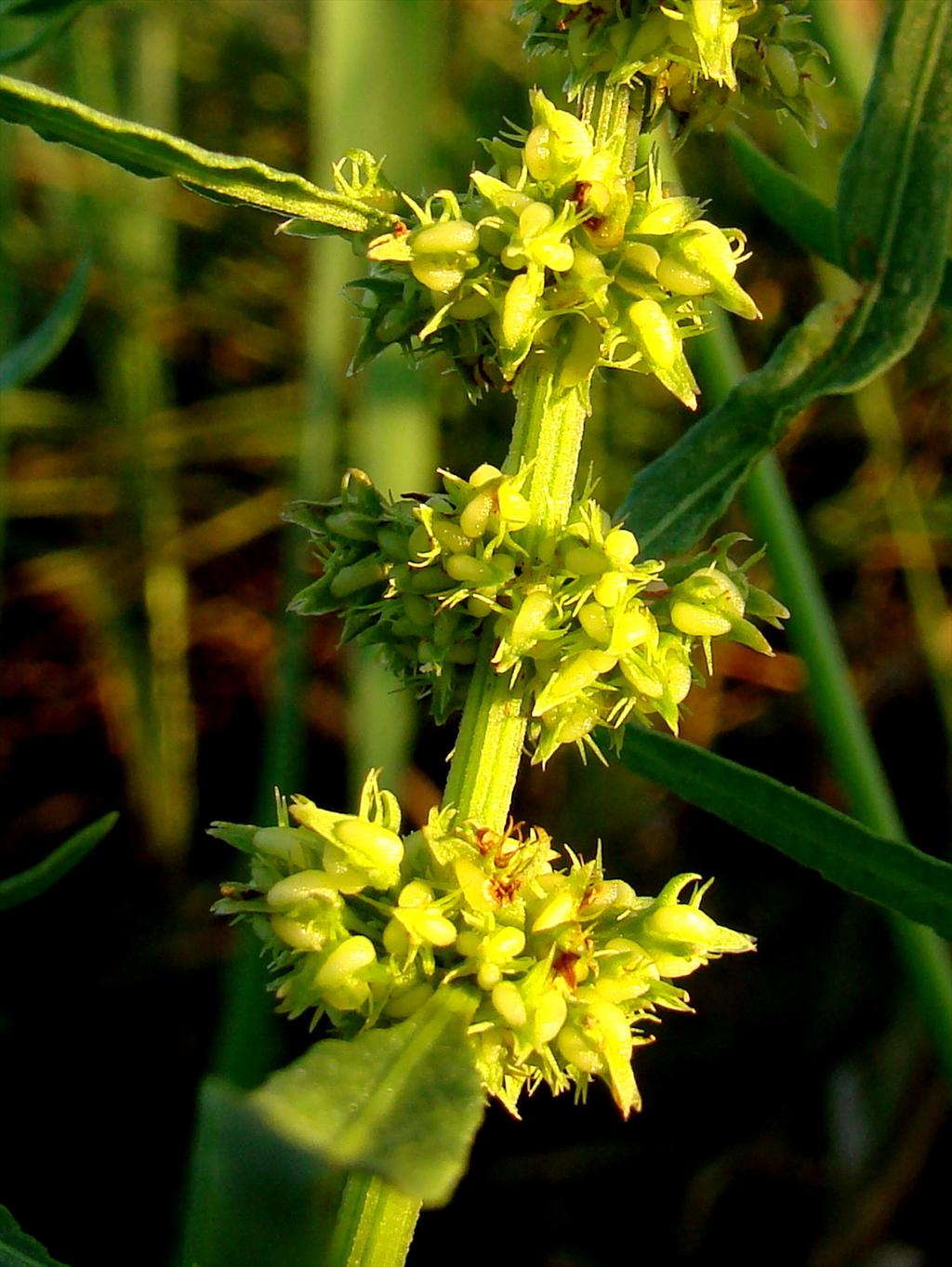 Rumex palustris (door Joop Verburg)