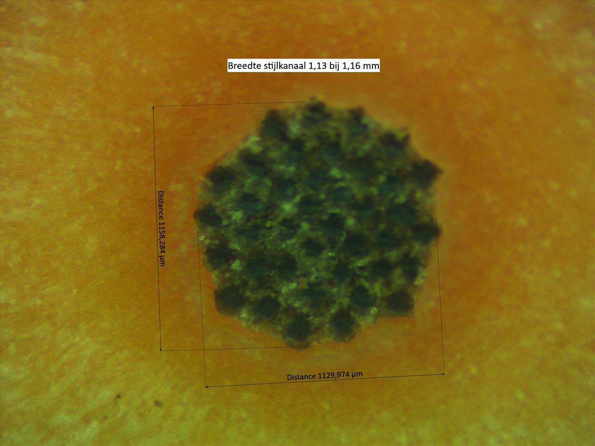 Rosa x gremlii (door Jan Klinckenberg)