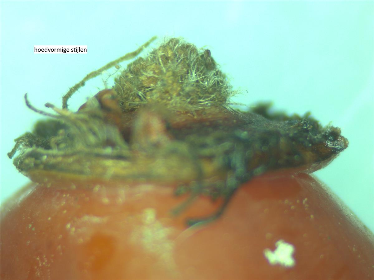 Rosa x subcanina (door Jan Klinckenberg)