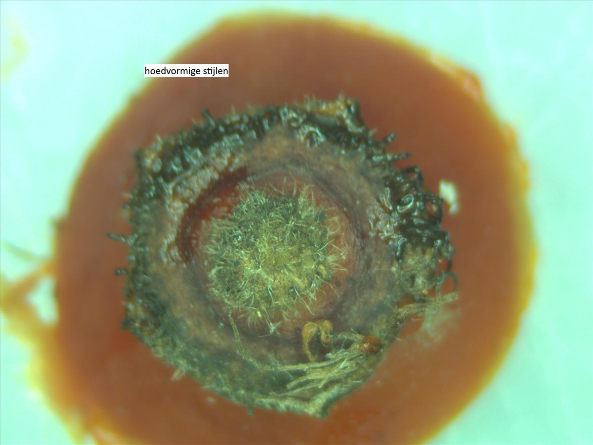 Rosa x subcanina (door Jan Klinckenberg)