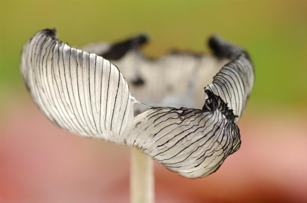 Coprinopsis lagopus (door Hannie Joziasse)