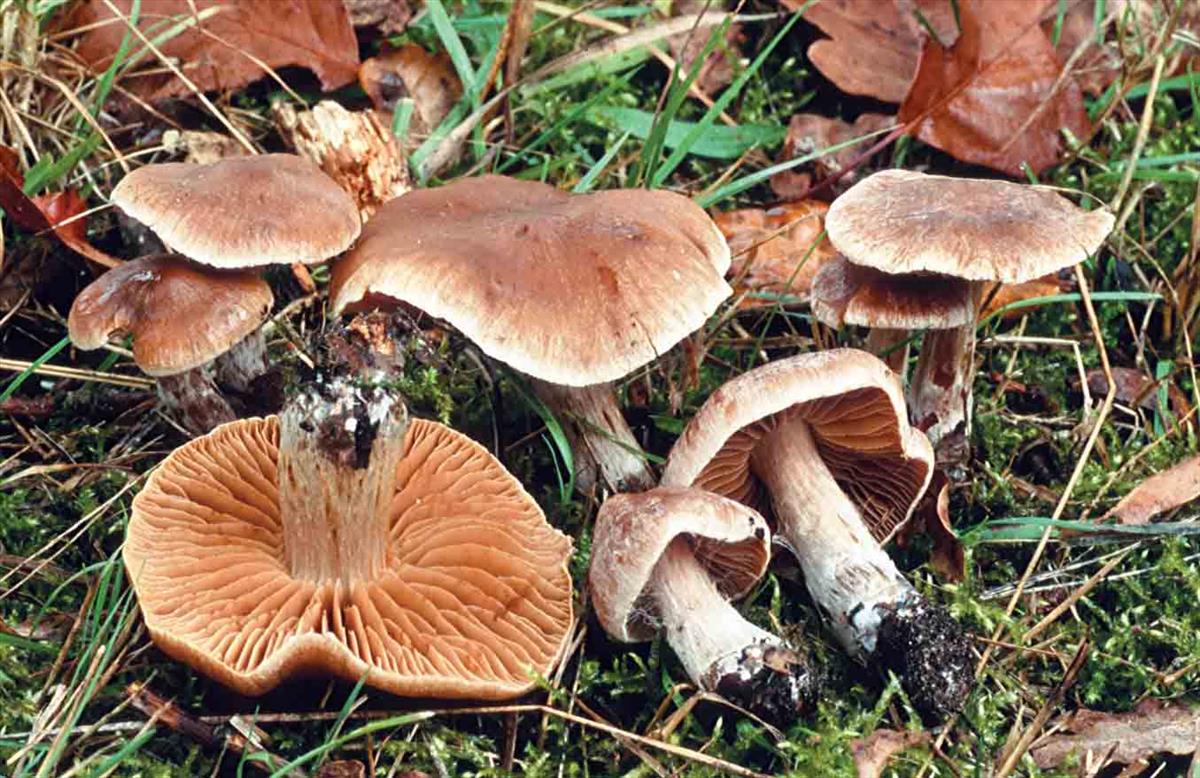 Cortinarius epipurrus (door André de Haan)