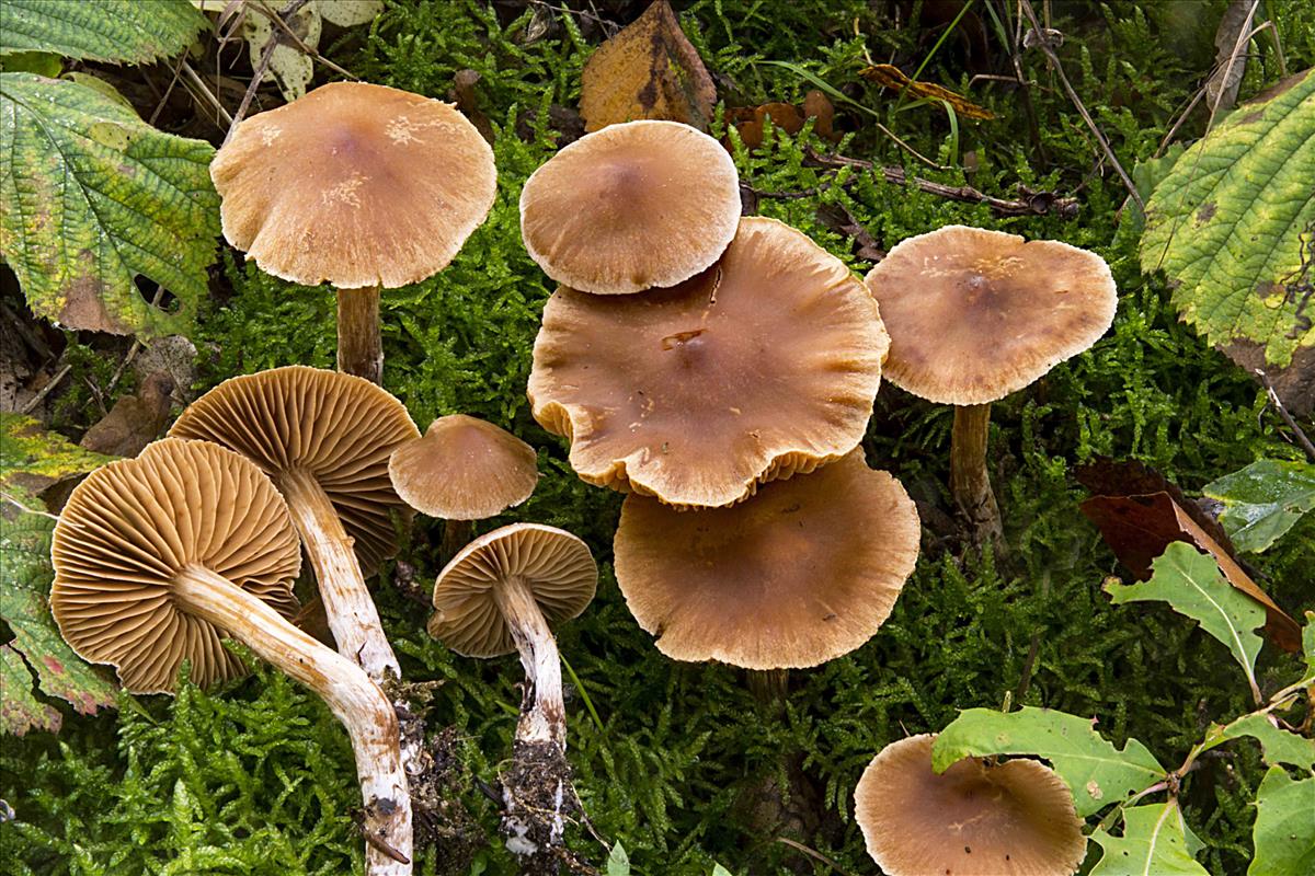 Cortinarius epipurrus (door Nico Dam)