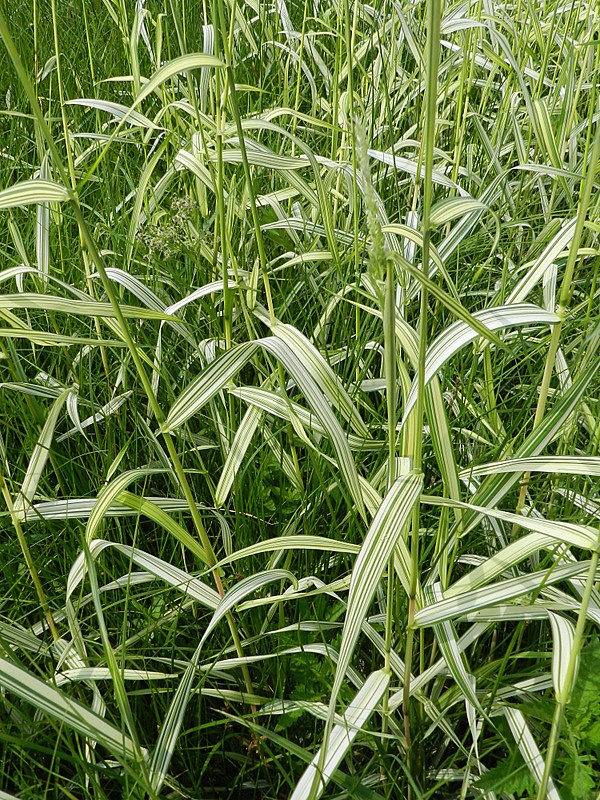 Phalaris arundinacea 'Picta' (door Rutger Barendse)