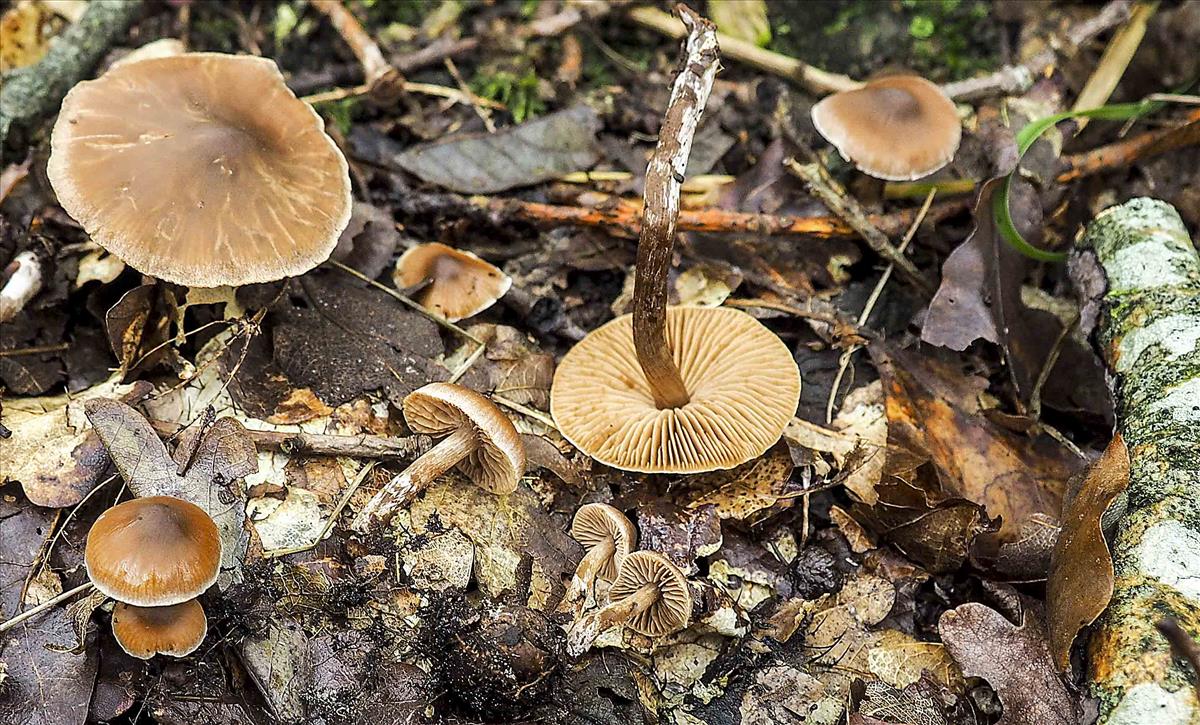 Cortinarius mucicola (door Inge Somhorst)