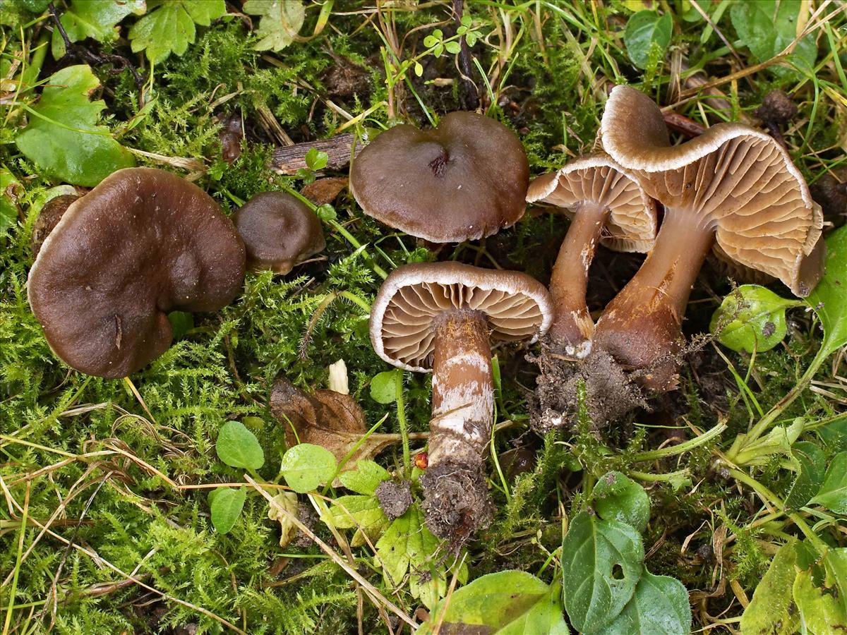 Cortinarius alboadustus (door Peter Verstraeten)