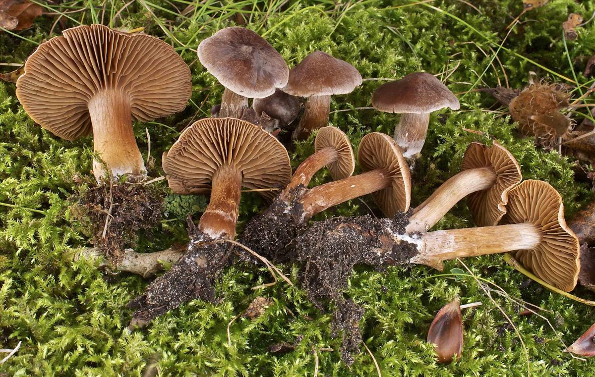Cortinarius elaphinicolor (door Peter Verstraeten)