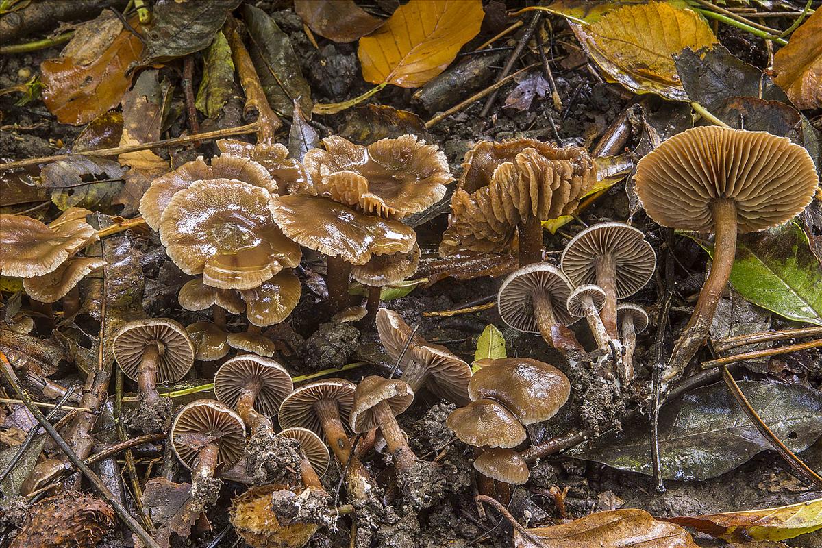 Cortinarius elaphinicolor (door Nico Dam)
