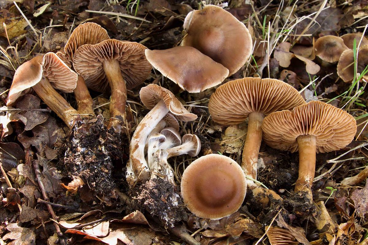 Cortinarius parhonestus (door Peter Verstraeten)