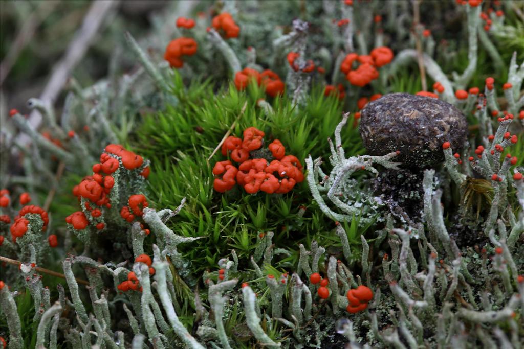 Cladonia floerkeana (door Gerard Blokhuis)