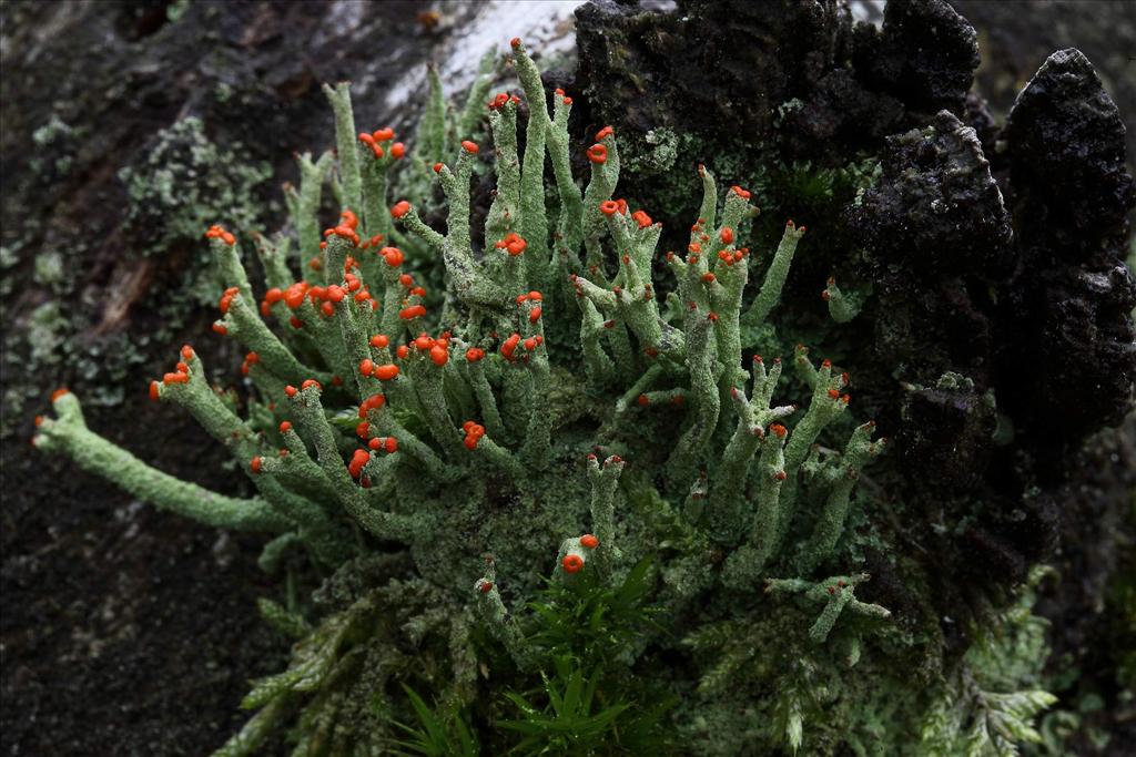 Cladonia macilenta (door Gerard Blokhuis)