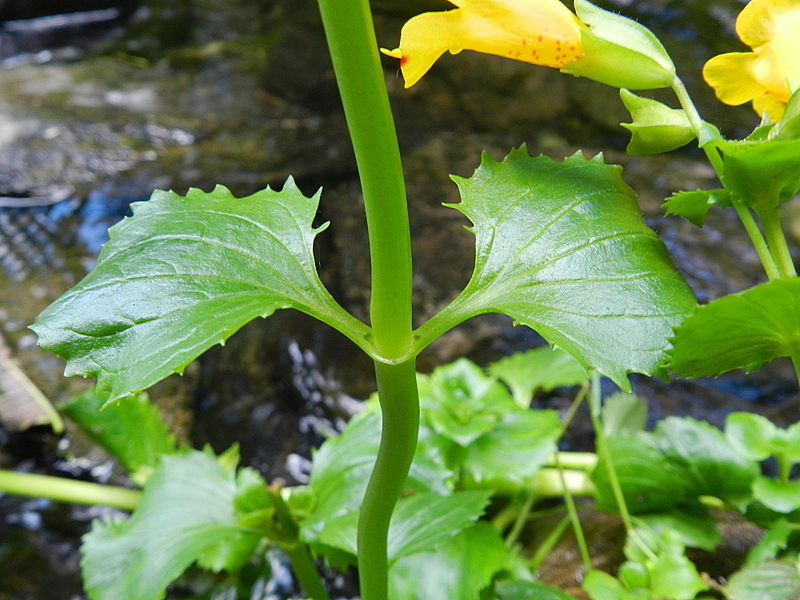 Mimulus luteus (door Rutger Barendse)