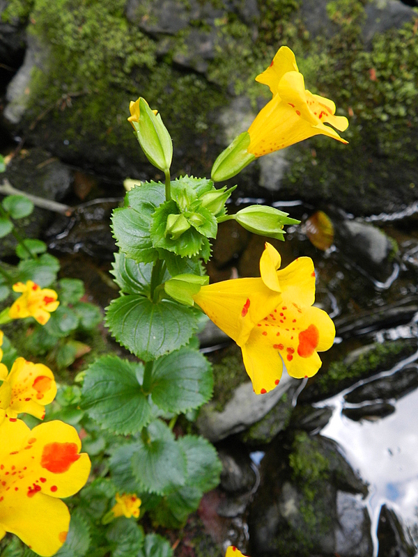 Mimulus luteus (door Rutger Barendse)