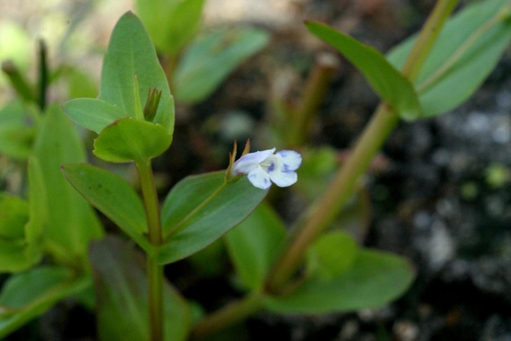 Lindernia dubia (door Joke Schaminée-Sluis)