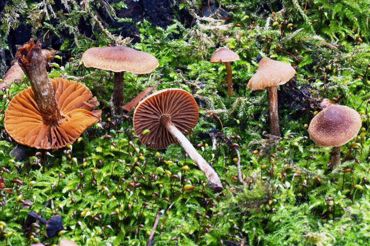 Cortinarius nigrocuspidatus (door André de Haan)