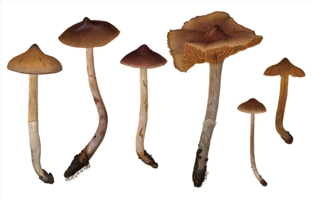 Cortinarius nigrocuspidatus (door André de Haan)