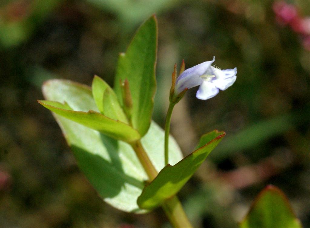 Lindernia dubia (door Joke Schaminée-Sluis)