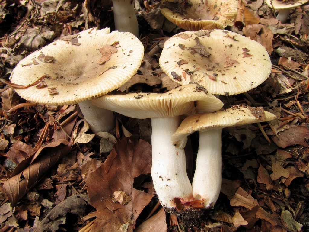 Russula pectinatoides (door Dinant Wanningen)