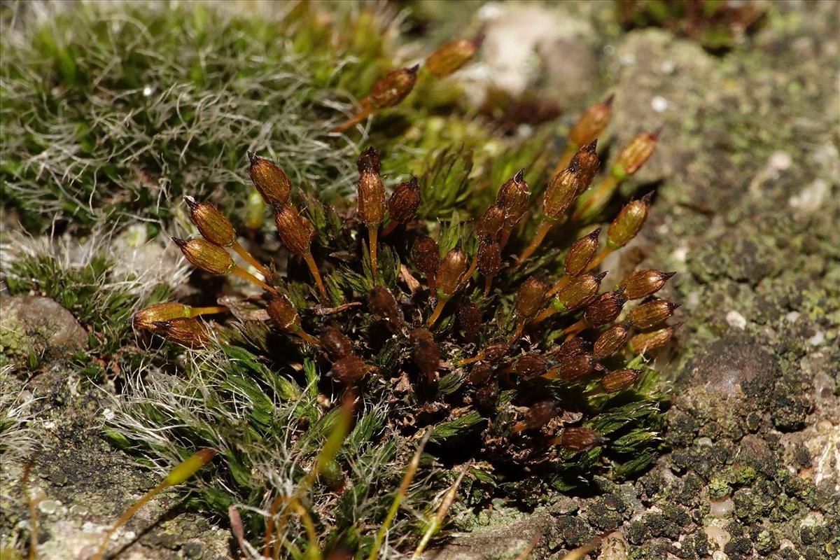 Orthotrichum anomalum (door Thijs van Trigt)