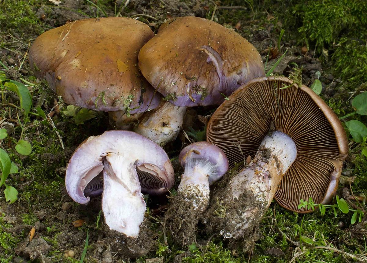 Cortinarius nemorensis (door Peter Verstraeten)