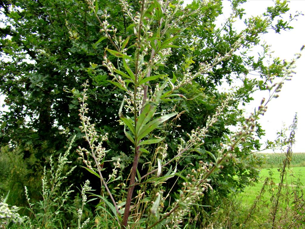 Artemisia verlotiorum (door Joop Verburg)