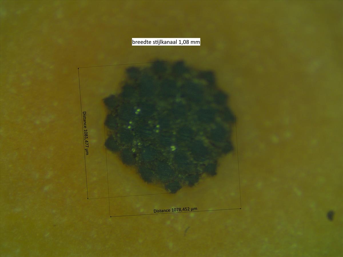 Rosa x nitidula (door Jan Klinckenberg)