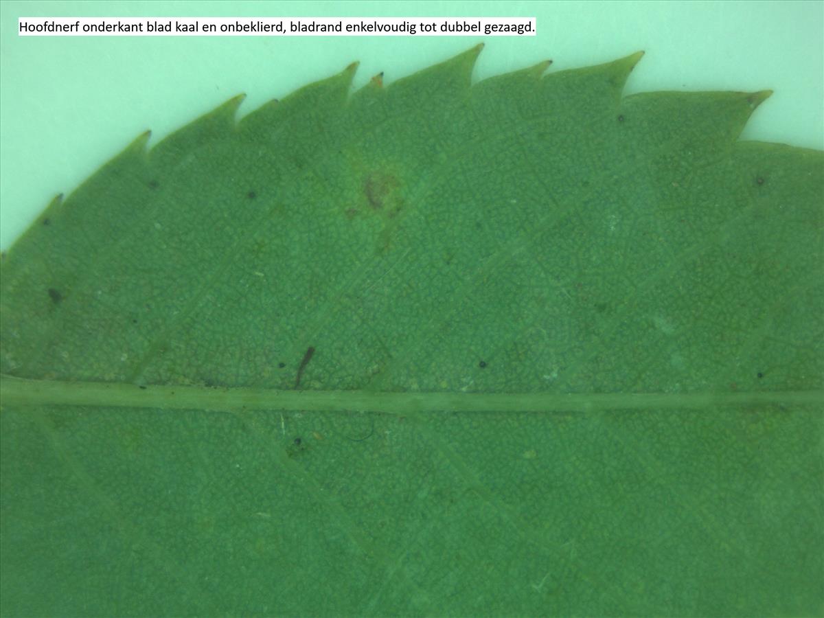 Rosa x subcanina (door Jan Klinckenberg)