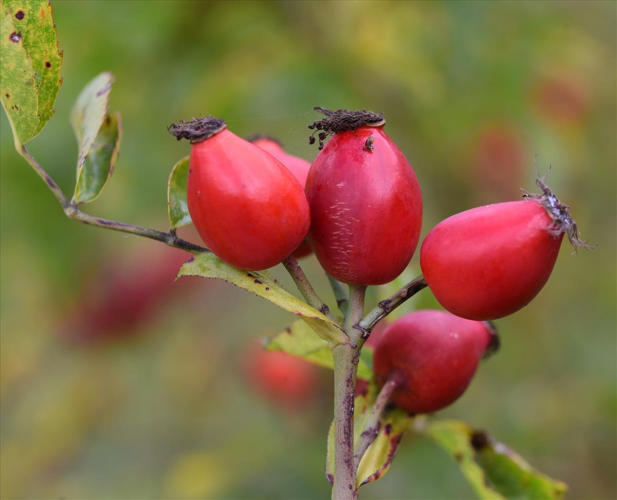 Rosa x subcollina (door Jan Klinckenberg)